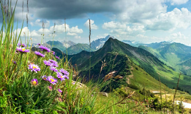 Great clear view from high mountain with flowers in foreground. Great clear view from high mountain over other peaks in summer or spring. Some purple flowers, Alpine asters, and grass in the foreground. Alps, Bavaria, Tirol, Allgau. allgau stock pictures, royalty-free photos & images