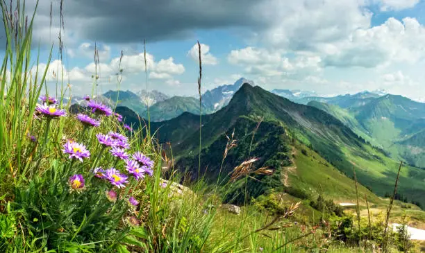 Great clear view from high mountain over other peaks in summer or spring. Some purple flowers, Alpine asters, and grass in the foreground. Alps, Bavaria, Tirol, Allgau.