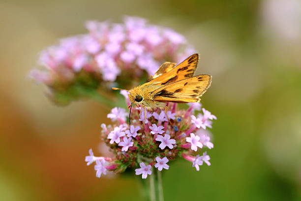 istock Orange moth on purple flower 92276329