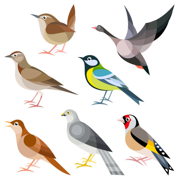 Wild Birds of Europe Wild Birds of Europe - Wren, Goose, Woodlark, Tit, Nightingale, Harrier, Goldfinch lark stock illustrations