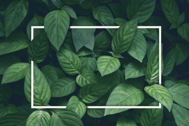creatieve lay-out, groene bladeren met witte vierkante frame, plat leggen, voor reclame-kaart of uitnodiging - plant fotos stockfoto's en -beelden