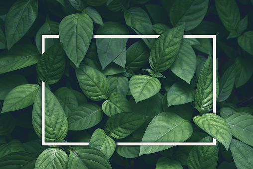 750+ Green Aesthetic Pictures | Download Free Images on Unsplash