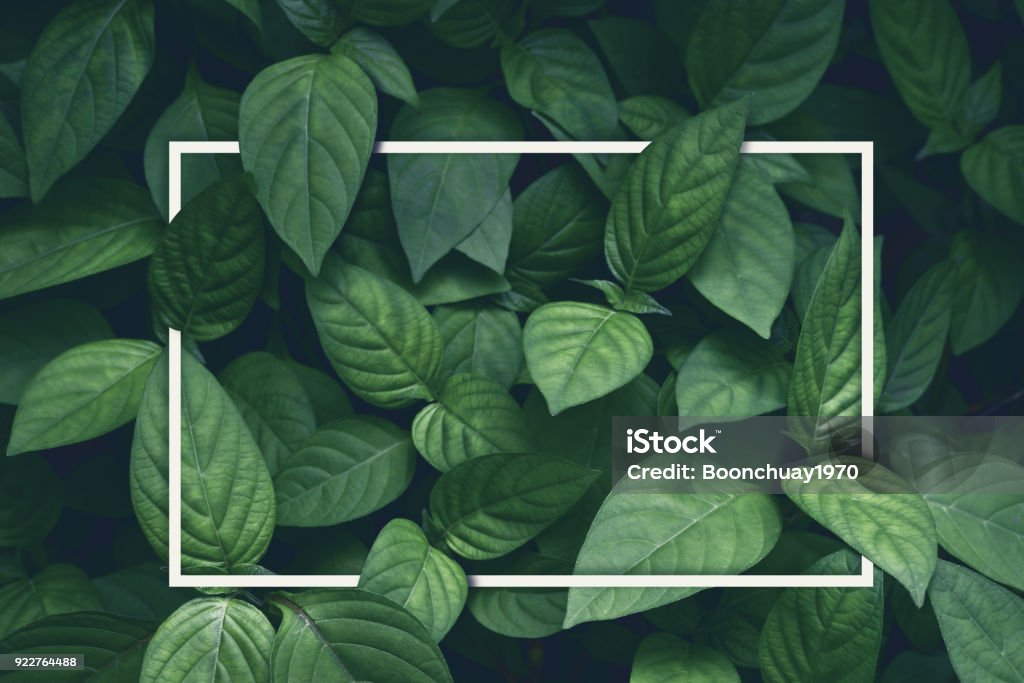 creative layout, green leaves with white square frame, flat lay, for advertising card or invitation Leaf Stock Photo