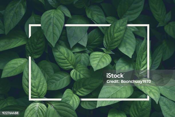 Creative Layout Green Leaves With White Square Frame Flat Lay For Advertising Card Or Invitation Stock Photo - Download Image Now