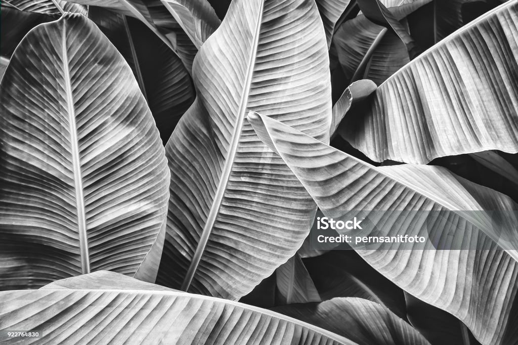 tropical banana palm leaf tropical banana leaf texture, large palm foliage nature background, black and white toned Black And White Stock Photo