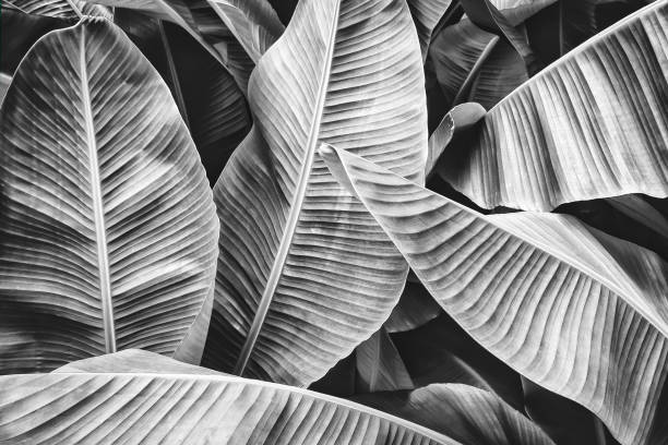 tropical banana palm leaf tropical banana leaf texture, large palm foliage nature background, black and white toned tropical tree photos stock pictures, royalty-free photos & images