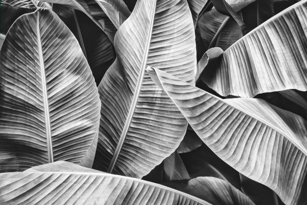 tropical banana palm leaf tropical banana leaf texture, large palm foliage nature background, black and white toned black and white stock pictures, royalty-free photos & images