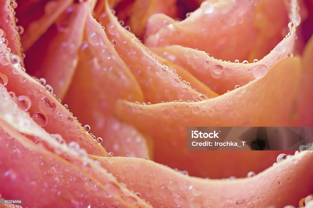 rose - Royalty-free Amor Foto de stock