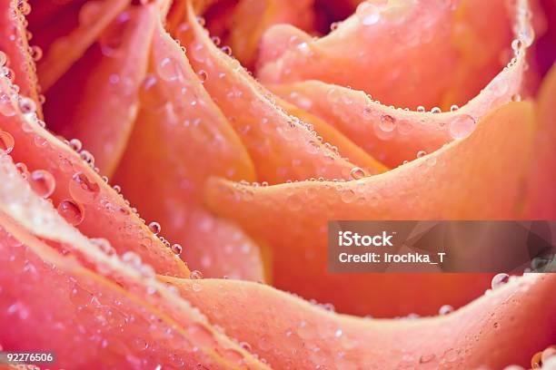 Rose - Fotografias de stock e mais imagens de Amor - Amor, Aniversário especial, Beleza