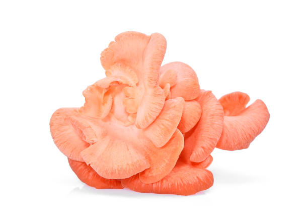 istock pink oyster mushroom isolated on white background 922765108