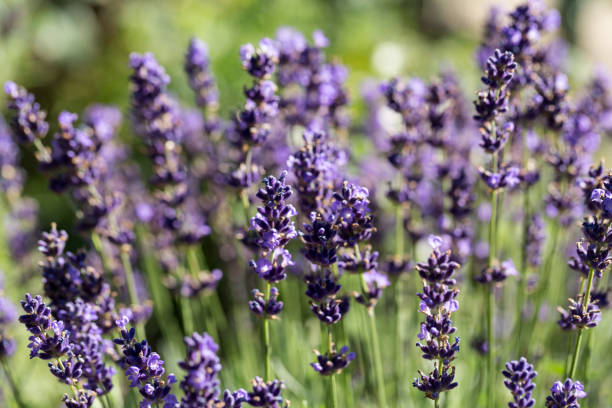 istock Garden with the flourishing lavender 922765178