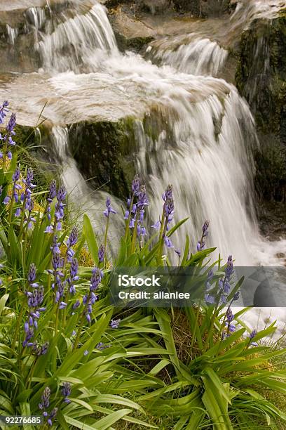Bluebells And Waterfall Stock Photo - Download Image Now - Blue, Bluebell, Campanula