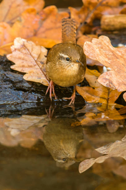 istock Eurasian Wren (Troglodytidae) Portrait 922767344