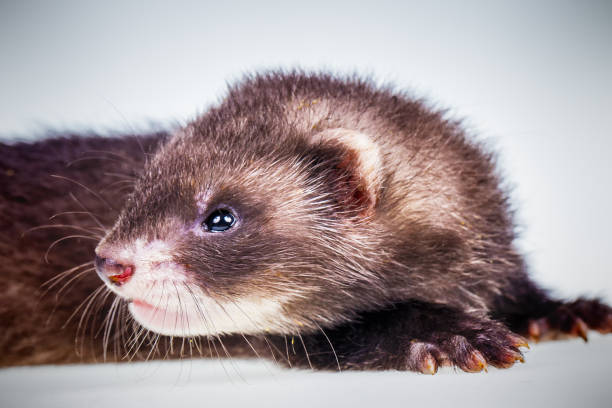 istock Ferret baby on white background 922768006