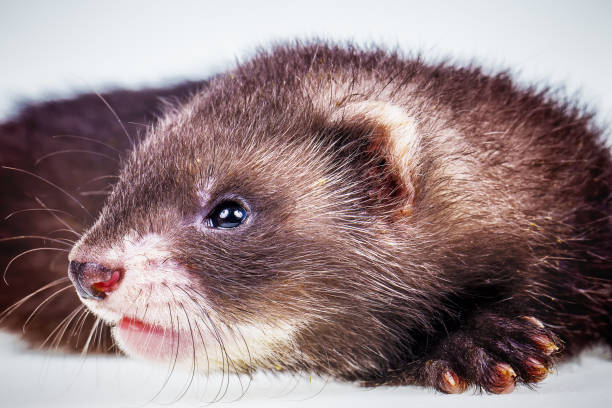 istock Ferret baby on white background 922768074