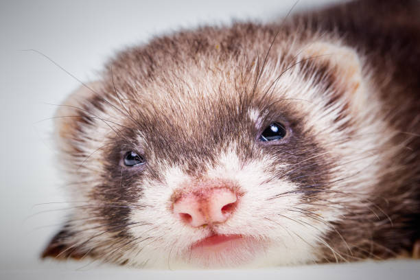 istock Ferret baby on white background 922768220
