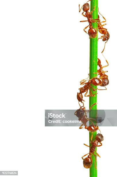 Formigas - Fotografias de stock e mais imagens de Formiga - Formiga, Folha, Fundo Branco