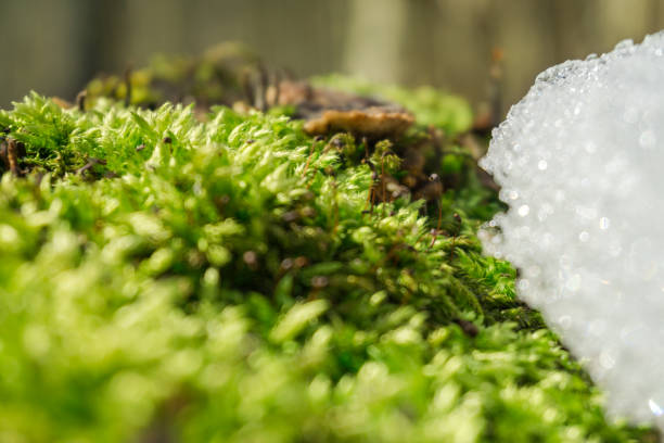 Awakening of Spring and retreat of winter. Fresh moss fights against snow and ice.