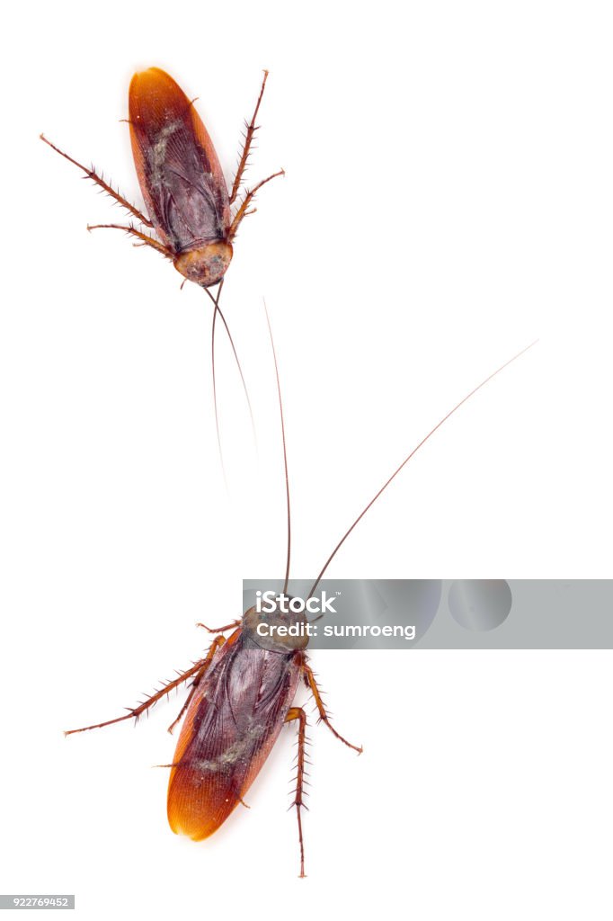 Undead Cockroach Dead Cockroach Stock Photo - Download Image Now - Cockroach, Abdomen ...