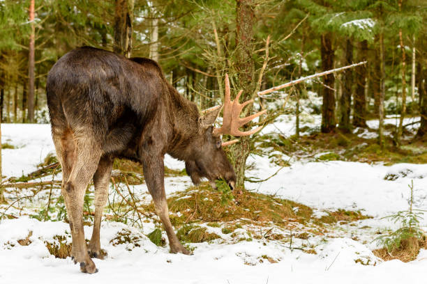 istock Moose bull eating spruce twig 922769478