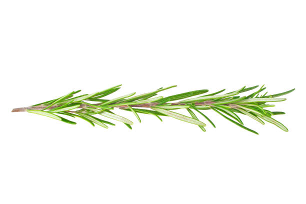 istock Rosemary isolated on white background, closeup 922769898