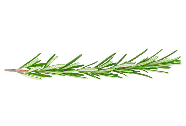 istock Rosemary isolated on white background, closeup 922769916