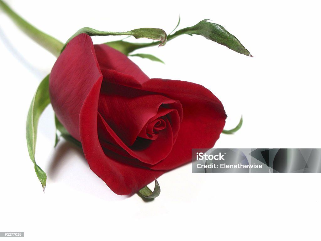Red rose white background  Adult Stock Photo