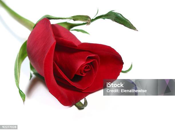 Red Rose White Background Stock Photo - Download Image Now - Adult, Adults Only, Beautiful People