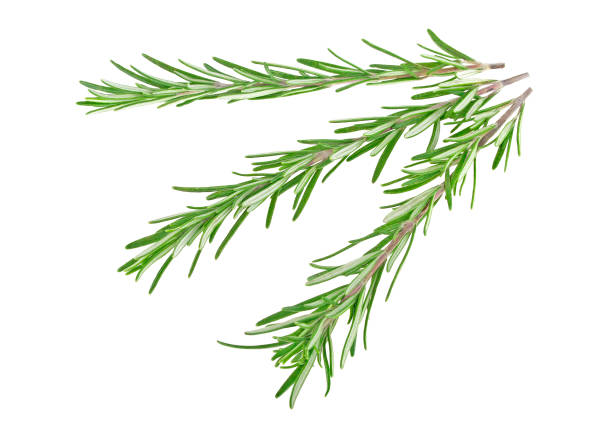 istock Fresh green sprig of rosemary isolated on a white background 922770880