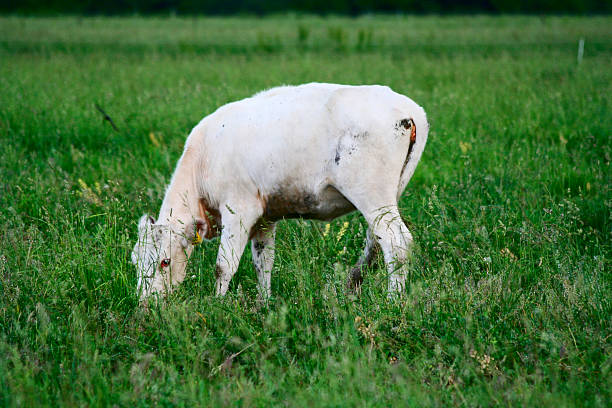 Single white calf grazing stock photo