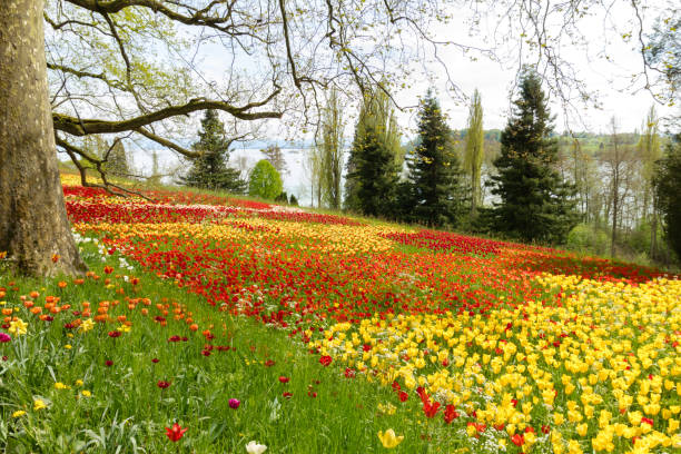 Huge meadow of blooming tulips in springtime with a lake and mountains in background. Mainau Island, Lake Constance, Bodensee, Germany.