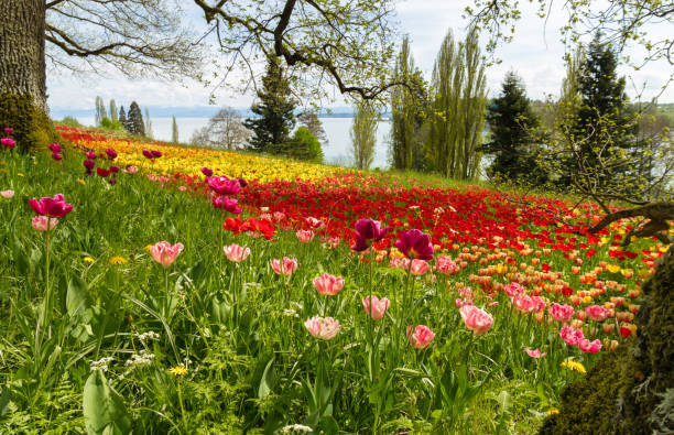 Tulips field in spring with lake and hills in background stock photo