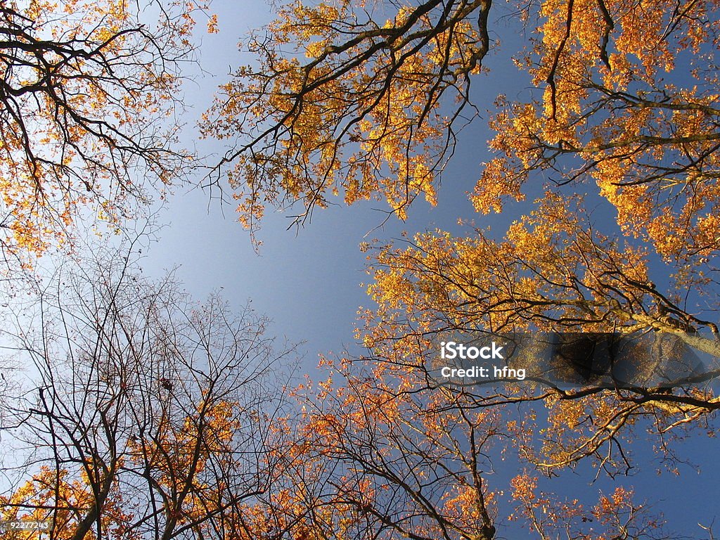 Blue ciel - Photo de Arbre libre de droits