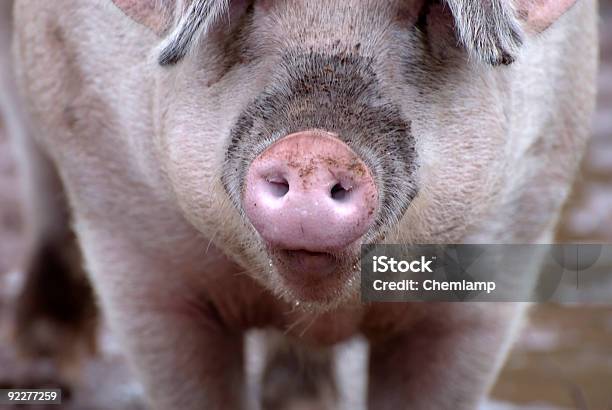 Maiale Rosa - Fotografie stock e altre immagini di Agricoltura - Agricoltura, Animale, Animale selvatico