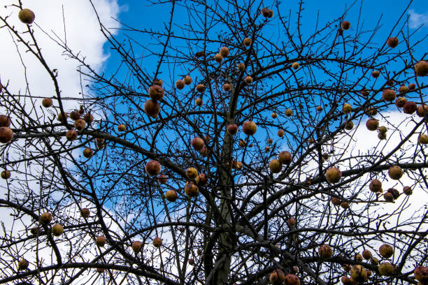 istock Silhouette of the tree branches without leaves, with apples 922772802