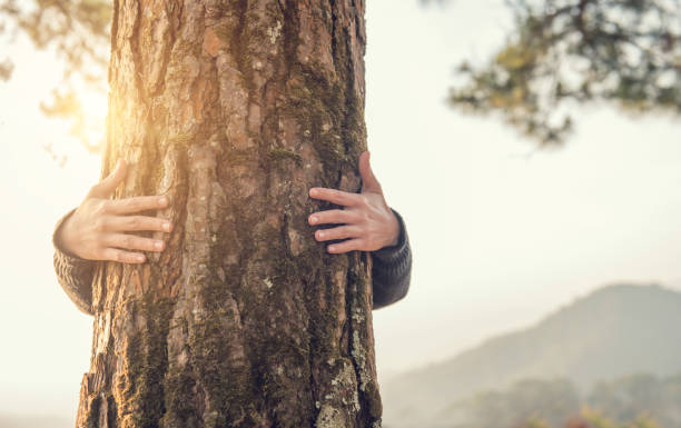 istock Closeup hands of woman hugging tree with sunlight 922773442