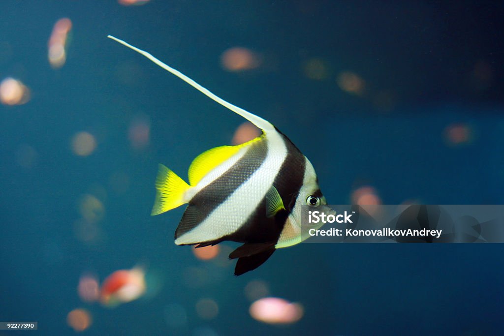 Aquarium de poissons - Photo de Animaux en captivité libre de droits