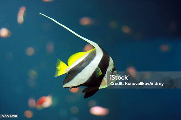 Photo libre de droit de Aquarium De Poissons banque d'images et plus d'images libres de droit de Animaux en captivité - Animaux en captivité, Aquarium - Établissement pour animaux en captivité, Corail - Cnidaire