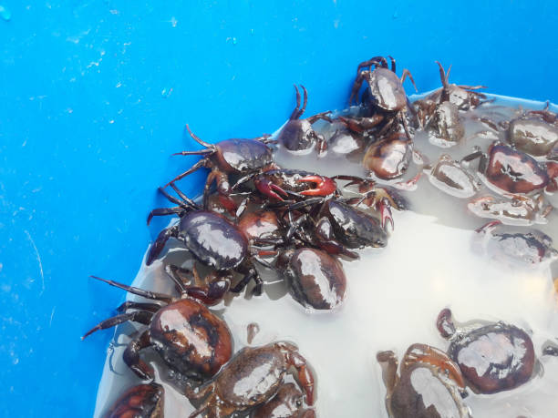 istock Field crabs in water in blue plastic basin 922775376
