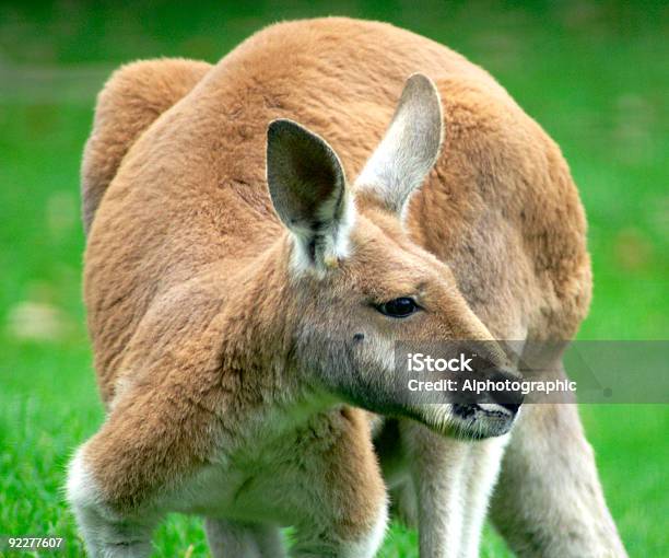 Photo libre de droit de Kangourou Roux banque d'images et plus d'images libres de droit de Australie - Australie, Curiosité, Horizontal