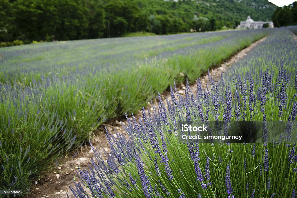 Lavendelfelder abbey-provence, Frankreich - Lizenzfrei Abtei Stock-Foto