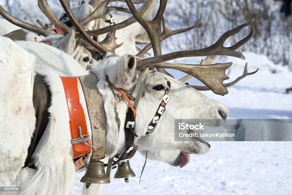 Состязание из reindeers - Стоковые фото Горизонтальный роялти-фри