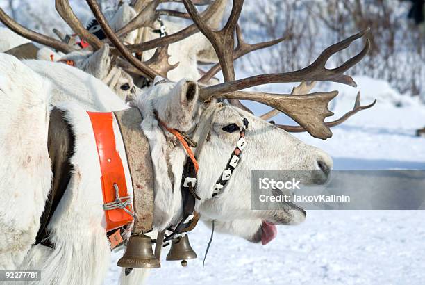 Состязание Из Reindeers — стоковые фотографии и другие картинки Горизонтальный - Горизонтальный, Животное, Зима