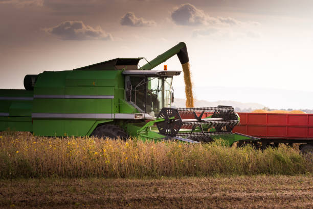 istock Pouring soy bean into tractor trailer after harvest 922778056