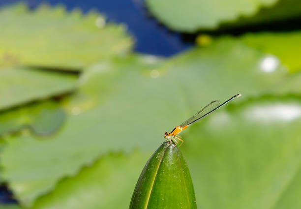 istock Dragonfly on a Bud of water Lily. 922778230