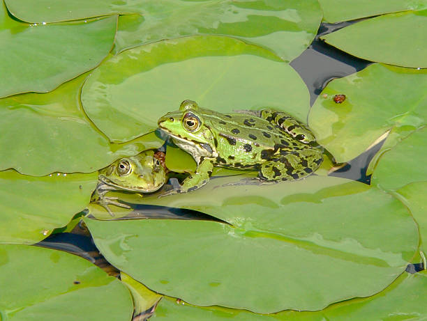 verdes no verde - frog water lily pond sunlight imagens e fotografias de stock