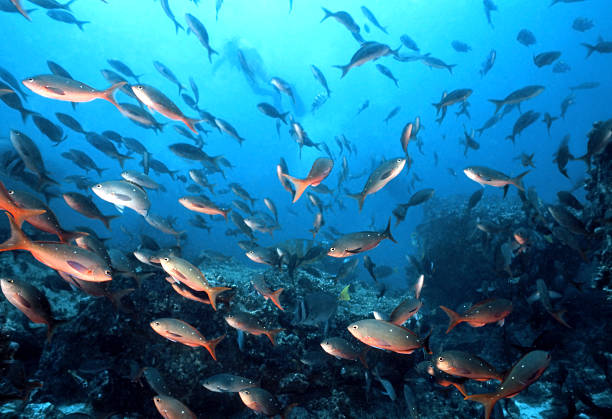 Galapagos Fish stock photo