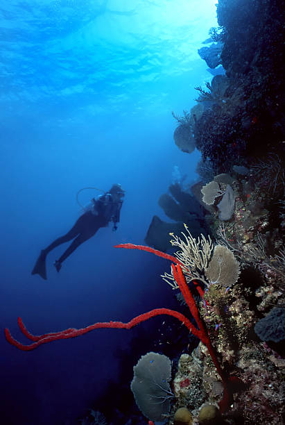 Diver and Red finger sponge  coral gorgonian coral hydra reef stock pictures, royalty-free photos & images