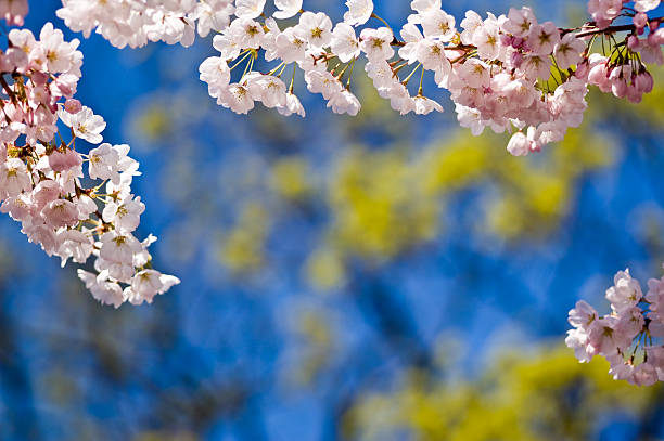 Cherry Blossoms with Copy Space stock photo