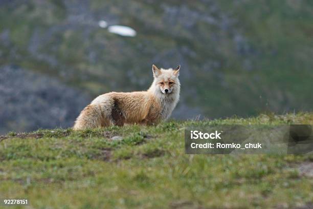 Wild Fox En Alerta Foto de stock y más banco de imágenes de Aire libre - Aire libre, Alaska - Estado de los EE. UU., Alerta